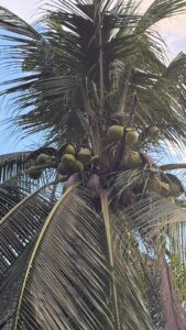 חבל שאין כאן קוקוס