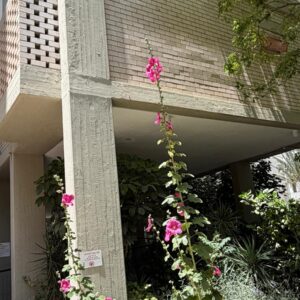 סיור ברחוב ויצמן ודרך בגין
