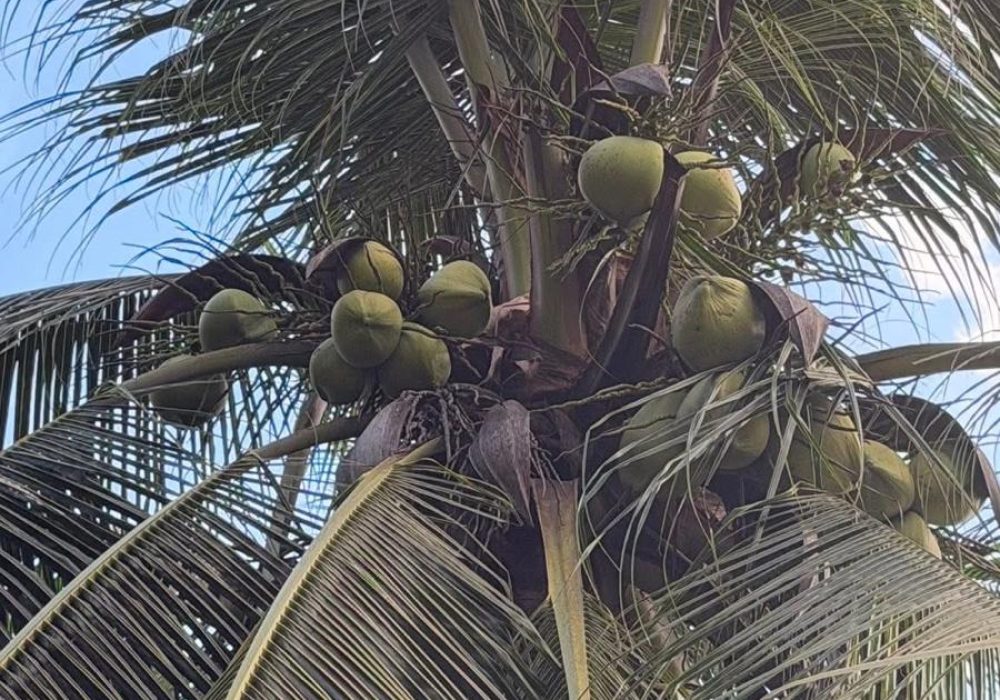 חבל שאין כאן קוקוס